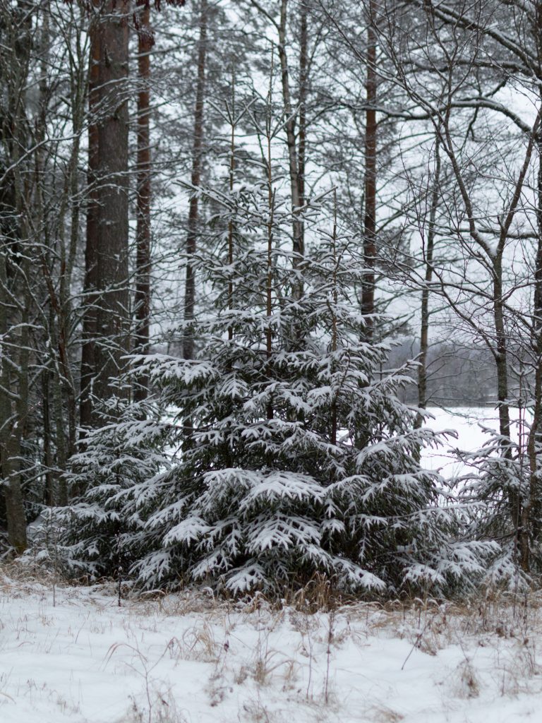 Lumiset puut mökillä