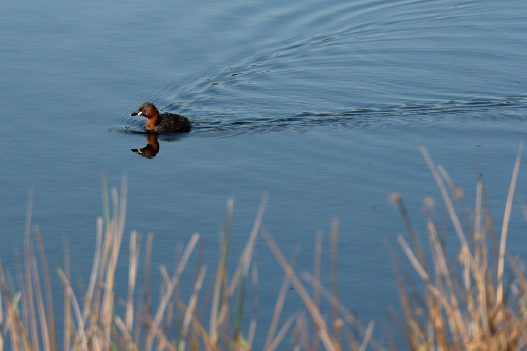 De Groote Peel kansallispuistossa oli paljon niin vesilintuja kuin muitakin lintuja