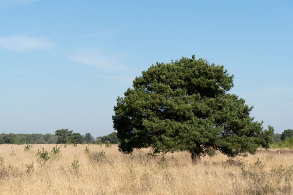 Hollannin kansallispuistoissa ei ole paljoakaan korkeita puita