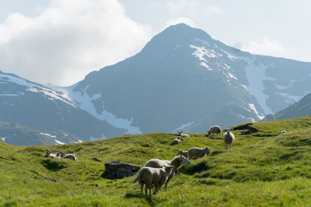 Lampaita näkee Lofooteilla joka paikassa, niin teillä kuin vuorillakin