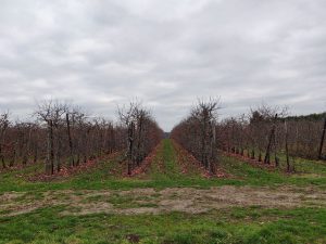 Belgian omenapuut