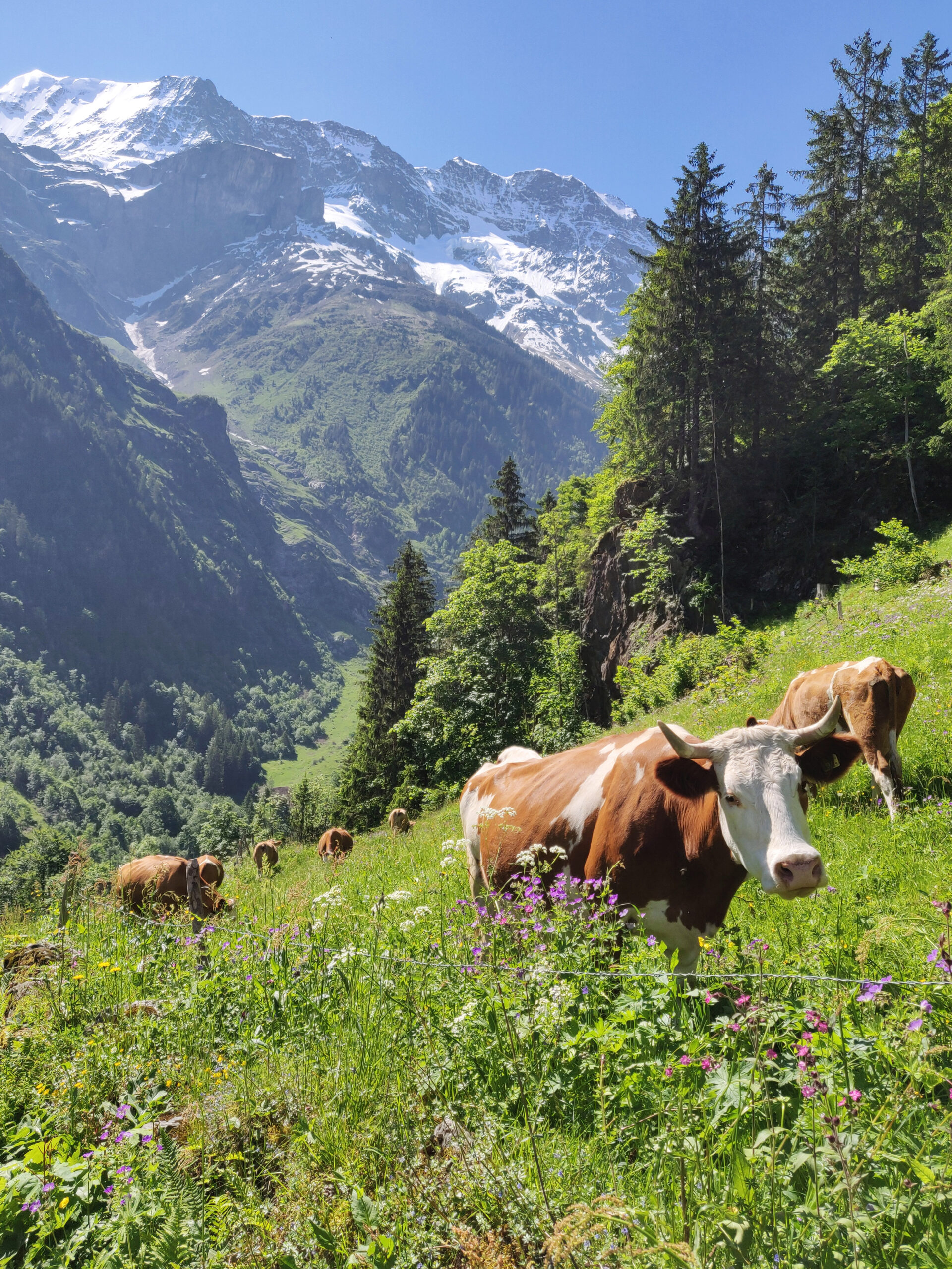 Lehmiä vuorilla Sveitsissä